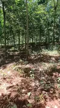 Đất vườn Lộc Quang 6000m² giá 1.05 tỷ - Pháp lý rõ ràng, sẵn sàng giao dịch!