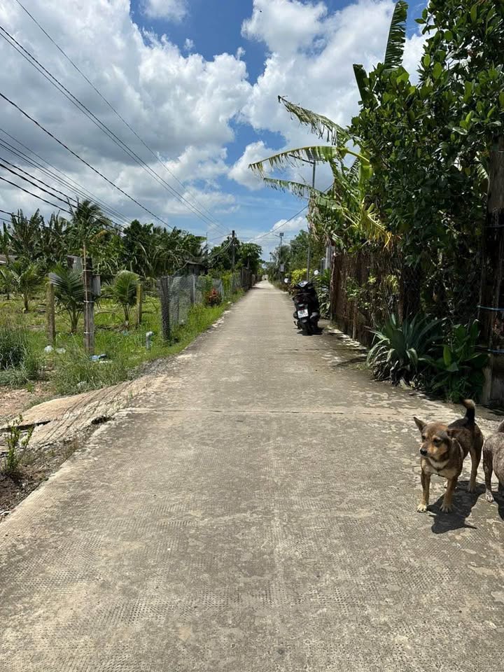 Đất thổ cư 2561m² tại Phú Ngãi Trị, Châu Thành, Long An - Đầu tư sinh lời ngay!