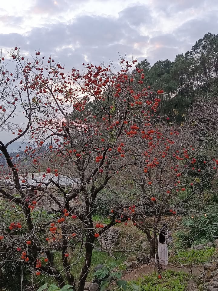 Đất nền Bình Nguyên, Thăng Bình 175m² - Sổ hồng chính chủ, giá thỏa thuận!