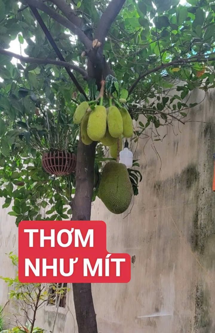 Nhà phố Tân Thới Nhất Quận 12, 87m² giá 4.7 tỷ - Cơ hội đầu tư hiếm có!