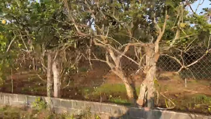 Đất vườn 1.280m² tại Tân An Hội, Củ Chi giá 3 tỷ - Cơ hội đầu tư vàng!