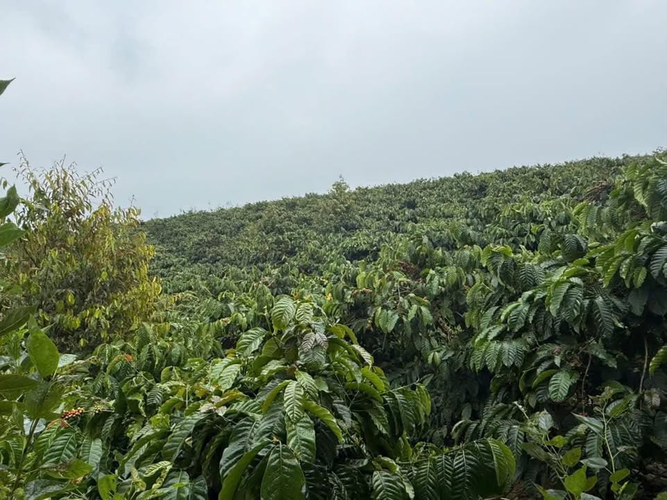 Đất thổ cư 18000m² tại Phúc Thọ, Lâm Hà - Sổ đỏ chính chủ, giá 4.6 tỷ!