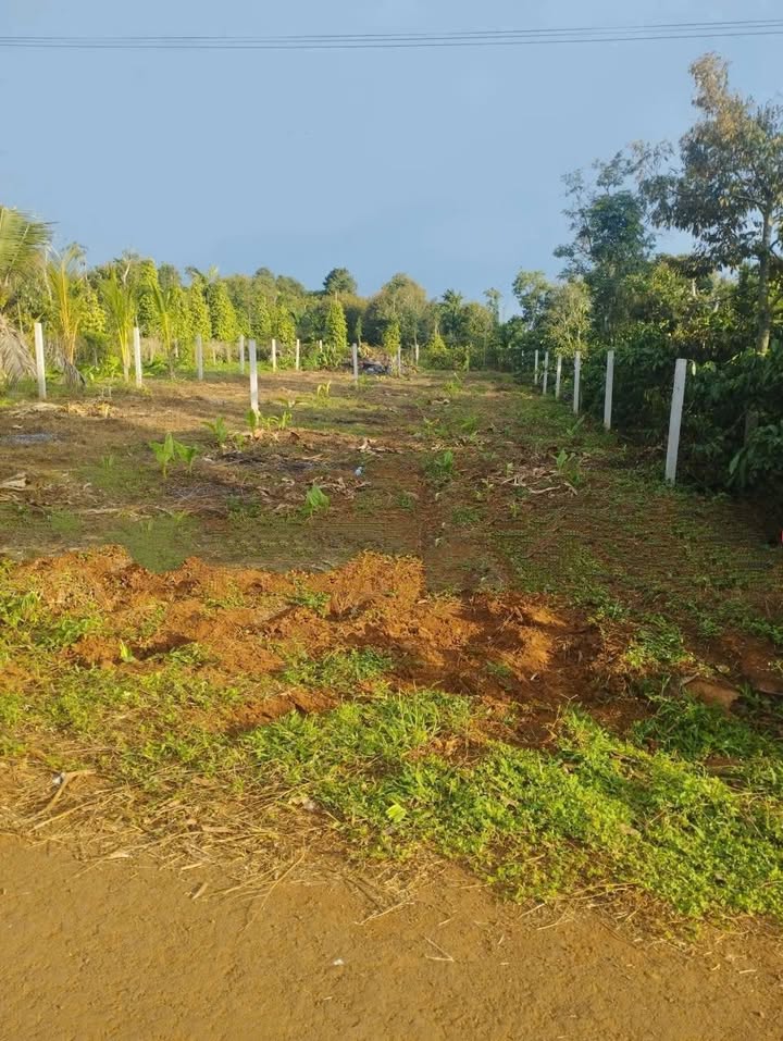 Đất thổ cư Đường Mai Xuân Thưởng, Buôn Hồ, Đắk Lắk 288m² giá 999 triệu - Đầu tư lý tưởng!