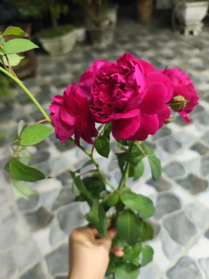 Lô đất mặt đường Thanh Niên Quảng Giao 100m² - Vị trí kinh doanh đắc địa