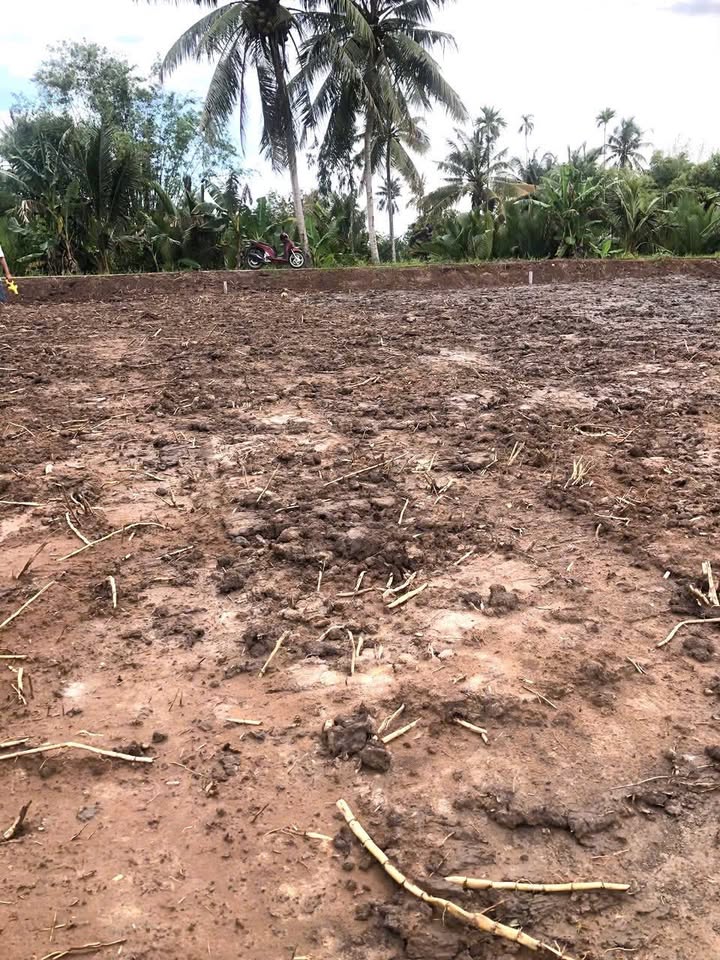 Đất nền Mỹ Thạnh Trung, Tam Bình, Vĩnh Long 150m² giá chỉ 200 triệu - Cơ hội đầu tư hấp dẫn!