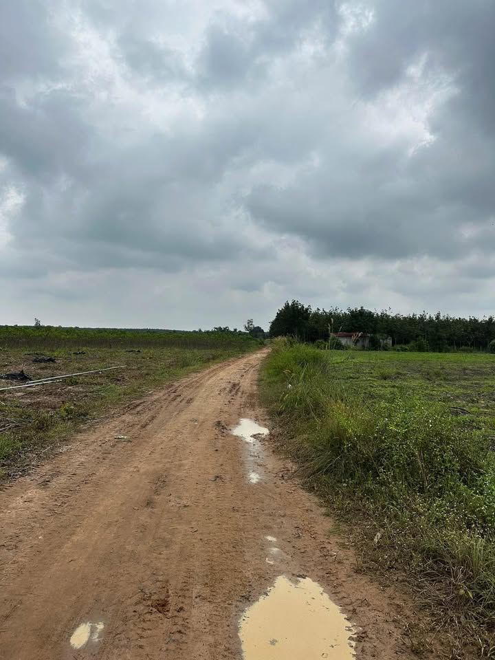 Đất nền Thạnh Bình, Tân Biên 10.000m² giá 1.3 tỷ - Cơ hội đầu tư tuyệt vời!