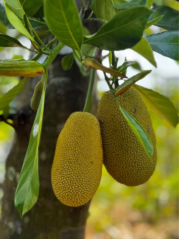 Đất nền Nhơn Ái, Phong Điền 300m² giá 1.3 tỷ - Gần khu du lịch Đá Nổi!