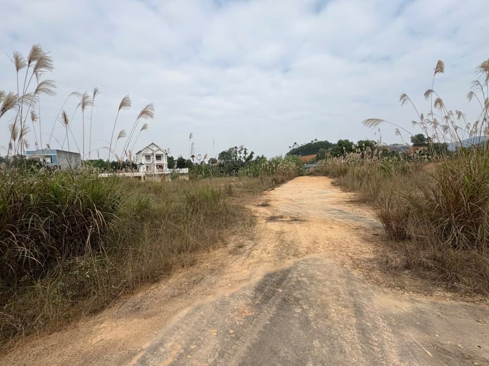 Đất nền Thị trấn Hạ Hoà 100m² giá 500 triệu - Đầu tư sinh lời ngay!