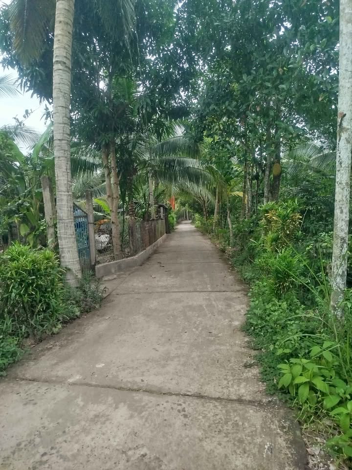 Đất vườn Lương Hòa Giồng Trôm 3000m² giá 400 triệu - Cơ hội đầu tư hấp dẫn!