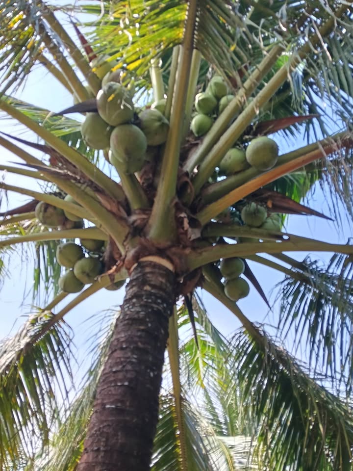 Đất vườn dừa 2500m² tại Châu Hưng, Bình Đại - Giá chỉ 850 triệu