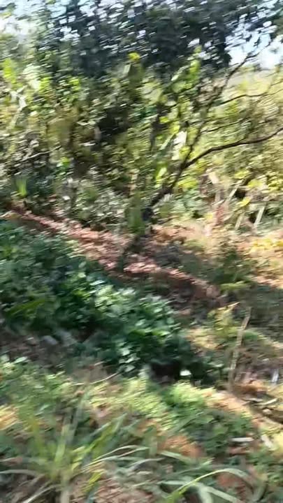 Đất nền Lộc Quảng Bảo Lâm 4.900m² giá 8 tỷ - Mặt tiền đường chính, đầu tư sinh lời!