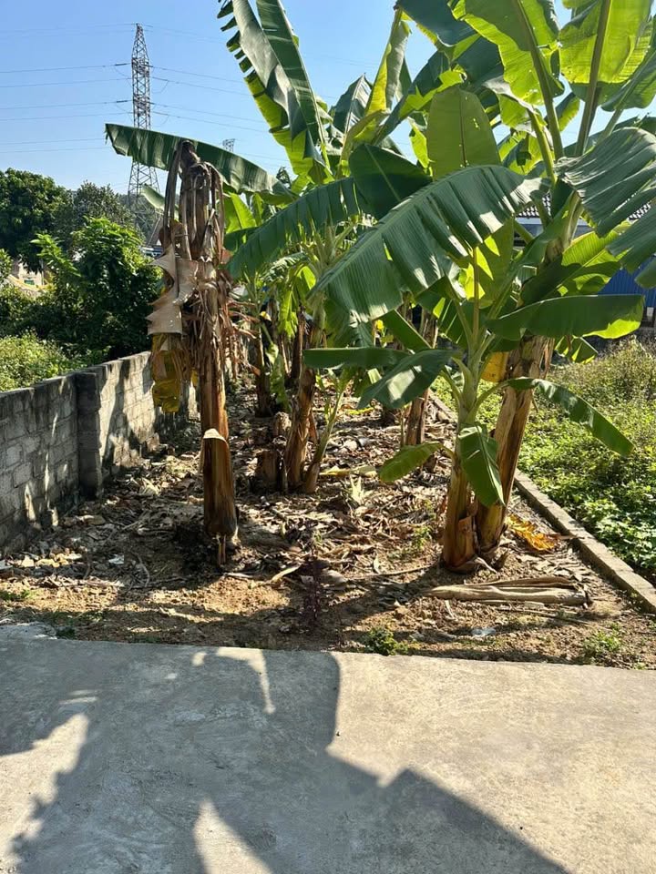 Đất nền Quảng Thanh - Thủy Nguyên 60m² giá 700 triệu - Đầu tư sinh lời ngay!