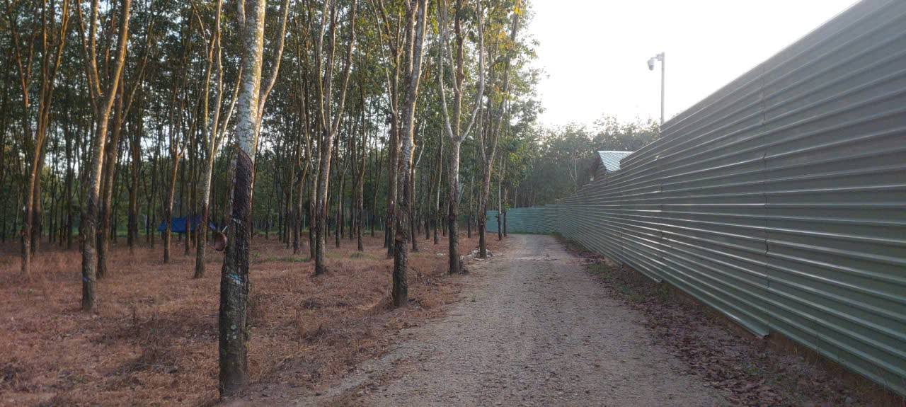 Đất nông nghiệp Phú Giáo 2ha giá chỉ 7 tỷ - Đầu tư sinh lời tuyệt vời!