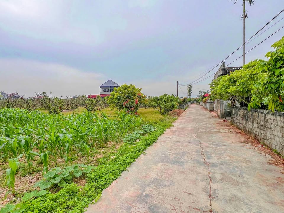 Đất nền TDP Thanh Cầu, Lục Ngạn 330m² - Đầu tư sinh lời tốt!