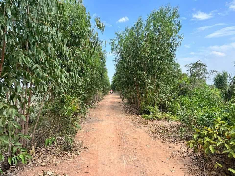 Đất vườn 2140m² xã Thạnh Lợi, Bến Lức giá 880 triệu - Đường ô tô vào tận nơi!