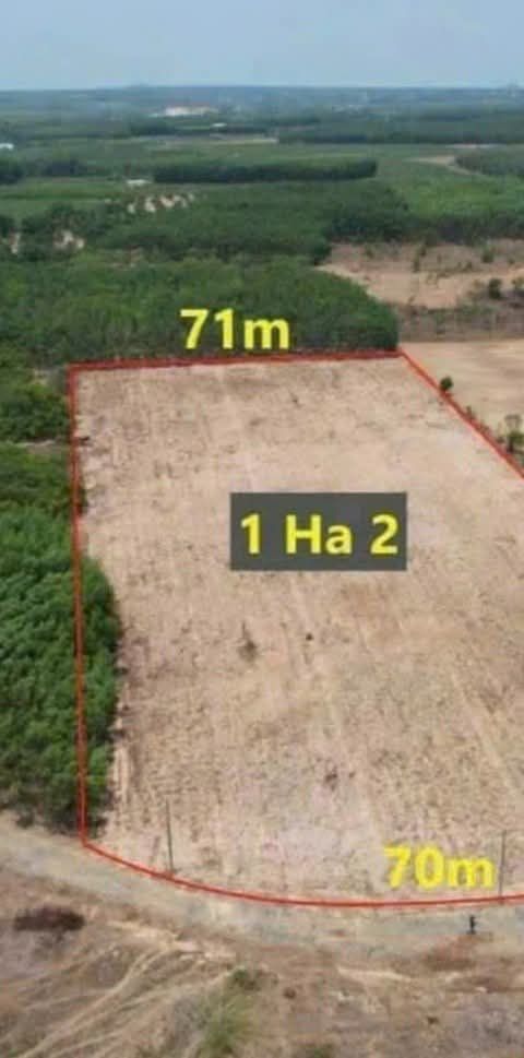 Đất nền Bưng Riềng, Xuyên Mộc 1,2ha giá 6,2 tỷ - Cơ hội đầu tư sinh lời!