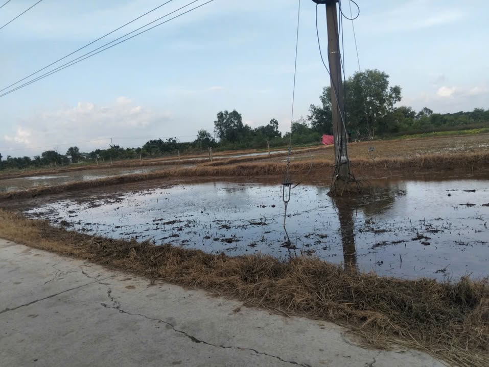 Đất lúa 1000m² Ninh Điền, Ninh Thọ giá 300 triệu - Đầu tư sinh lời tiềm năng!