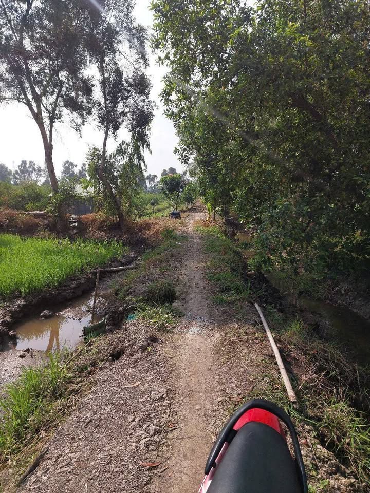 Đất lúa 2200m² xã Bình Hòa Nam - Giá 540 triệu, Tiềm năng đầu tư cao!