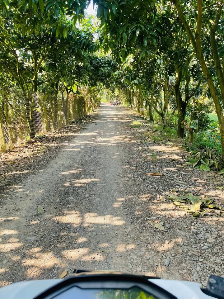 Bán đất nền vườn mít tại xã Bình Thành, Thanh Bình, Đồng Tháp 3800m² - Giá chỉ 980 triệu!