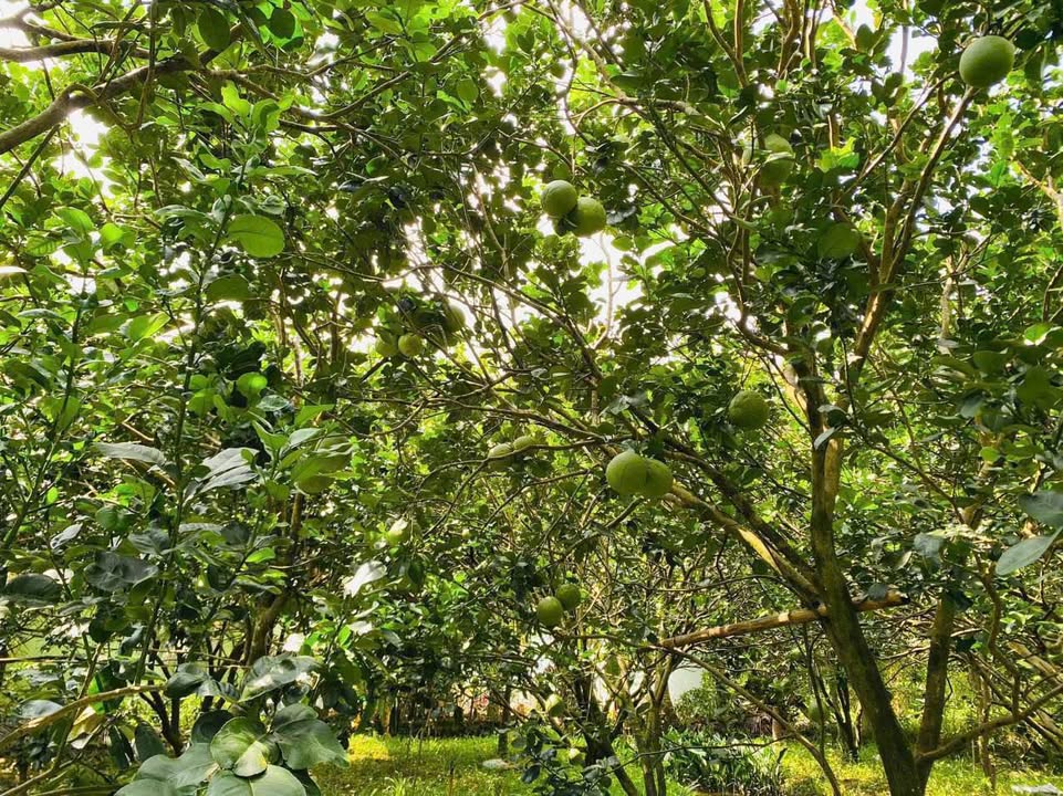 Đất vườn Phú Túc Châu Thành 2000m² giá 1.35 tỷ - Mặt tiền xe tải, tiện ích đồng bộ