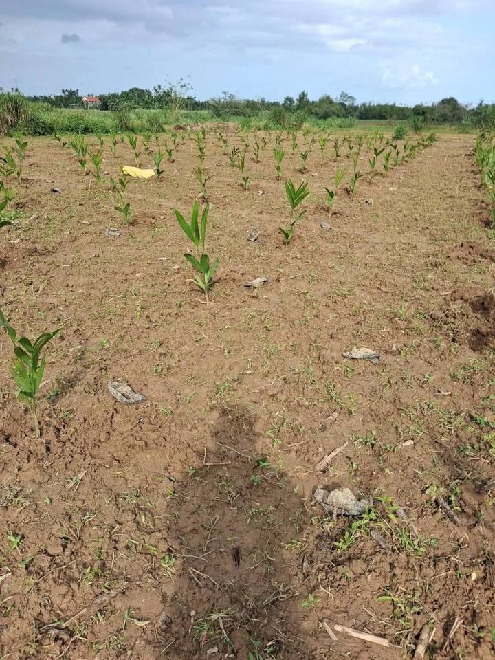 Đất nền Chợ Chùa, Nghĩa Hành 600m² giá 100 triệu - Sổ hồng sẵn, công chứng ngay!