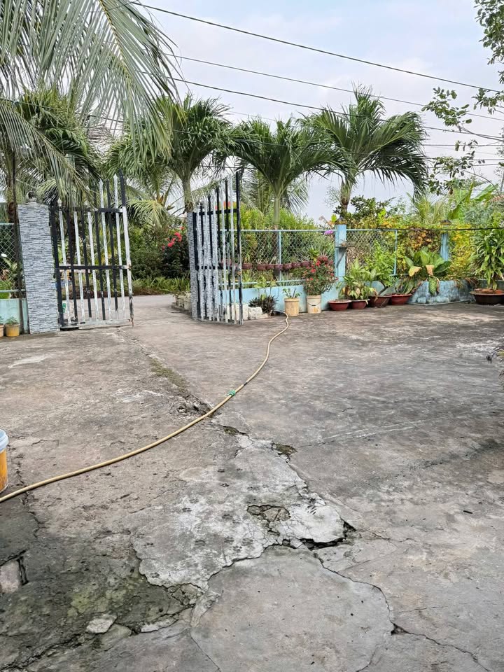 Nhà vườn 1161m² tại ấp Hòa Phuông, Sóc Trăng - Mặt tiền đường ô tô, giá 1.5 tỷ!