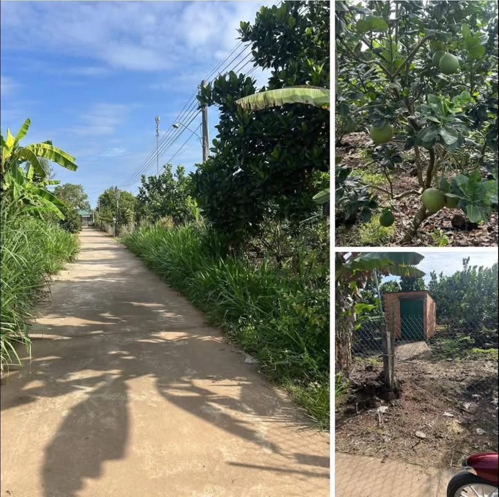 Đất 2 sào xã Tà Lài - Tân Phú 2000m² giá 1.2 tỷ - Đầy đủ tiện ích chăm sóc