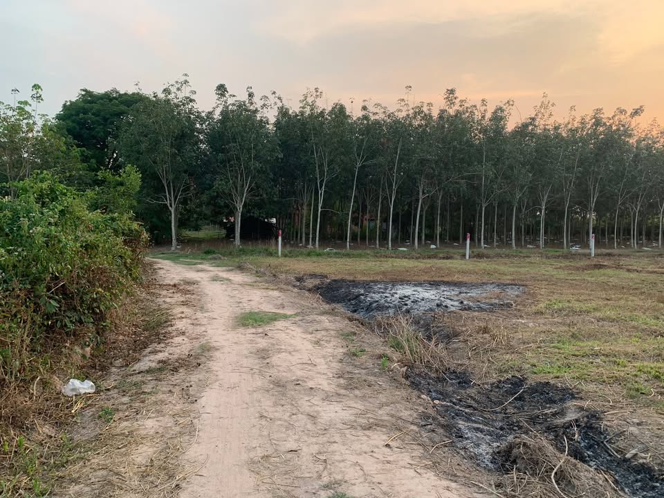 Đất thổ cư Ấp Rộc, Thạnh Đức, Gò Dầu 1000m² giá 1.25 tỷ - Cơ hội đầu tư tuyệt vời!