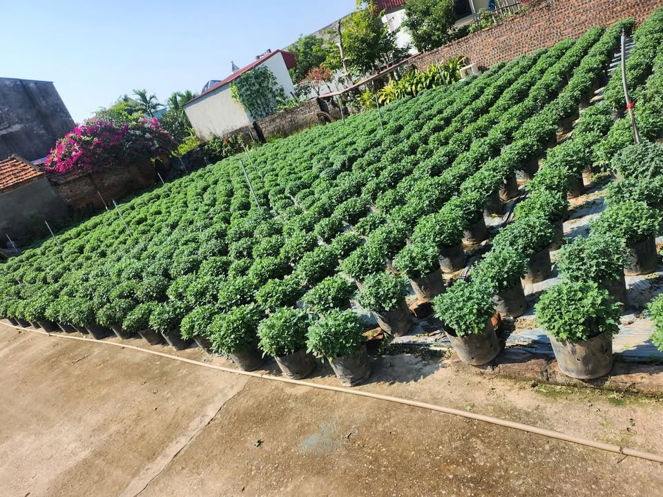 Đất nền khu Thanh Liễu, phường Tân Hưng, Hải Dương 60,4m² - Chính chủ, giá tốt!