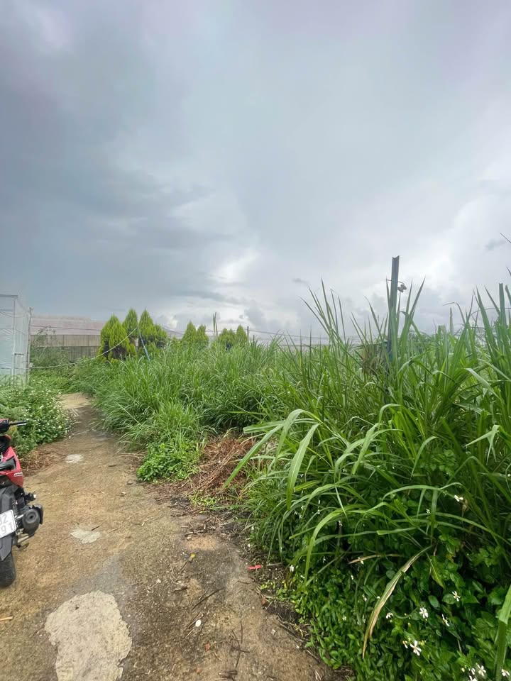 Đất nền KDC Thái Phiên Đà Lạt 361m² giá 2,3 tỷ - Đầu tư sinh lời cao!