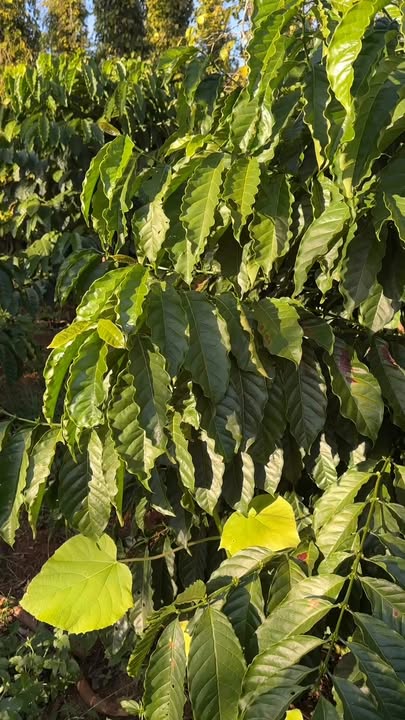 Đất nền 1ha tại Trường Xuân, Đắk Nông giá 2.5 tỷ - Đầu tư lý tưởng cho tương lai!