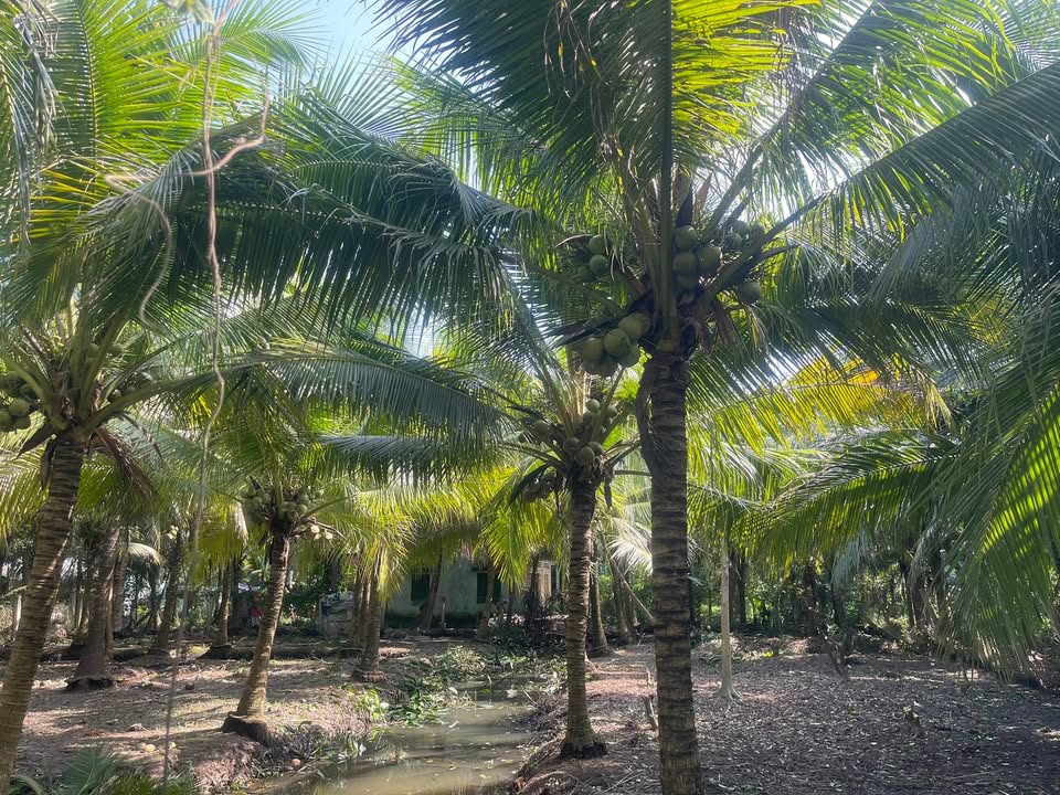 Đất nền Ấp Bình Trung AB, xã Bình Trưng, 551m² giá 750 triệu - Cơ hội đầu tư sinh lời!