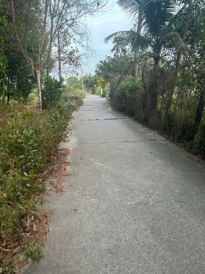 Đất nền Nguyễn Du, Phước Hội 1305m² giá chỉ 1.35 tỷ - Đầu tư lý tưởng gần biển!