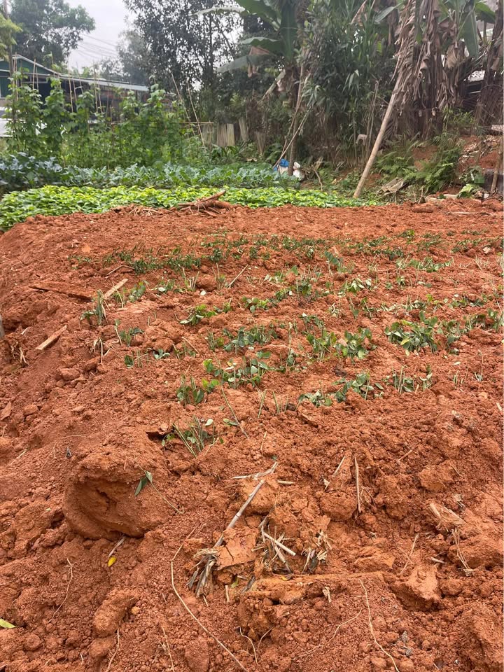 Đất thổ cư Hưng Thành Tuyên Quang 280m² giá chỉ 3xxx - Cơ hội đầu tư tuyệt vời!