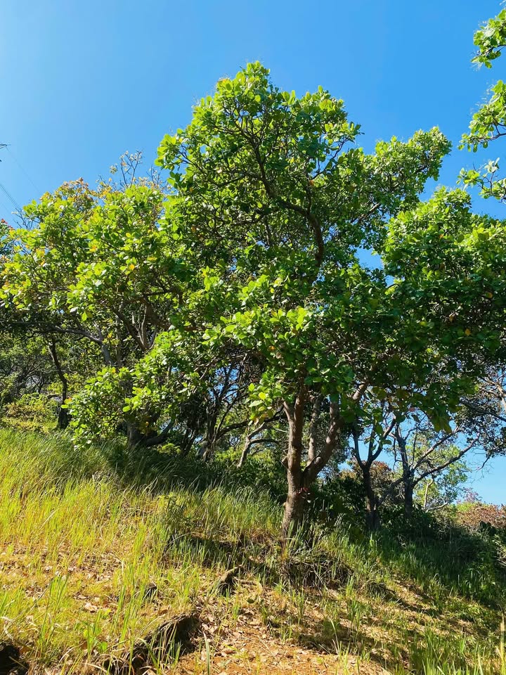 Đất nông nghiệp Bù Đăng 20.000m² giá 50 triệu - Cơ hội đầu tư sinh lời!