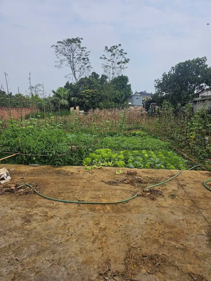 Đất nền khu phố 4, xã Hy Cương, Phú Thọ 148.5m² giá chỉ 999 triệu - Cơ hội đầu tư hấp dẫn!