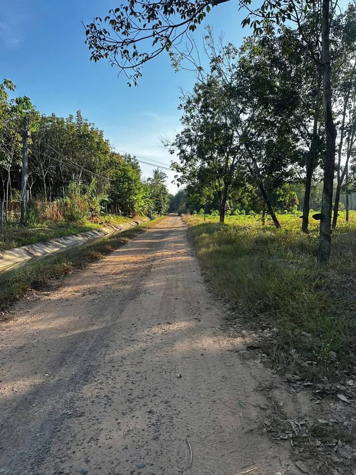 Đất Farm Trà Vong Tân Biên 49.000m² giá 6,48 tỷ - Đường ô tô tới nơi!