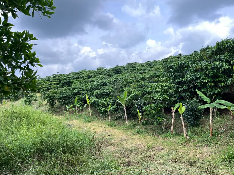 Đất cà phê 1ha đường Trần Khánh Dư, Bảo Lộc - Sổ đỏ chính chủ, giá thỏa thuận!