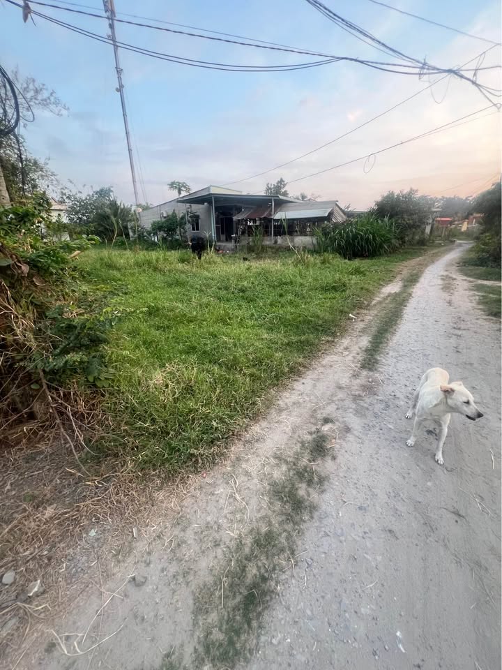 Đất thổ cư 350m² xã Mỹ Hạnh Bắc - Sổ hồng riêng, giá 1.6 tỷ!