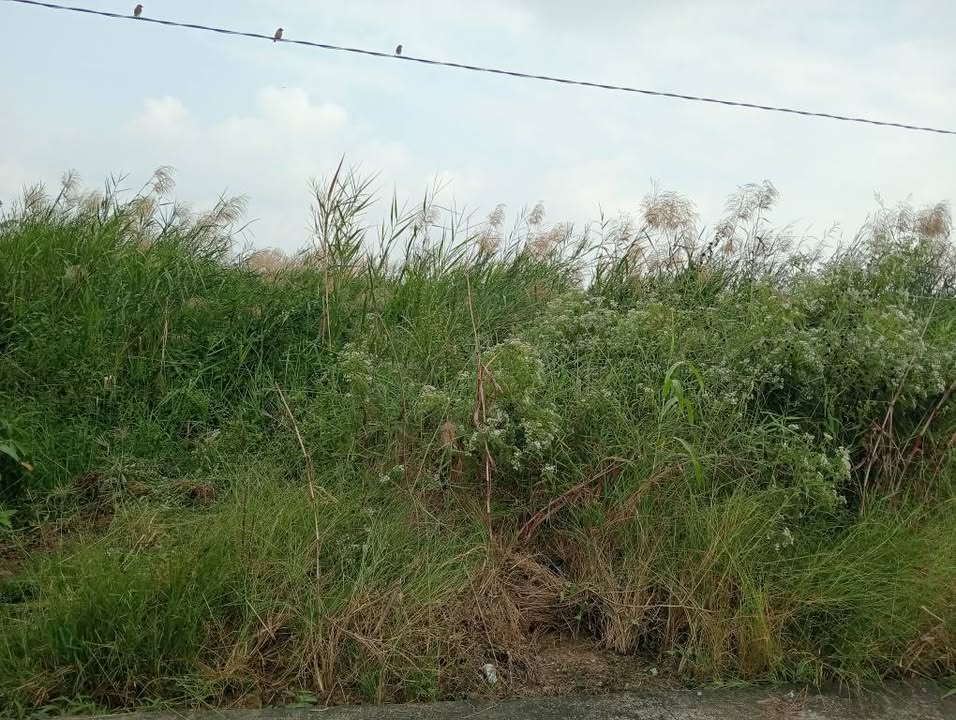 Đất nuôi trồng thủy sản Hòa Thành Cà Mau 2340m² giá 1.45 tỷ - Cơ hội đầu tư tuyệt vời!