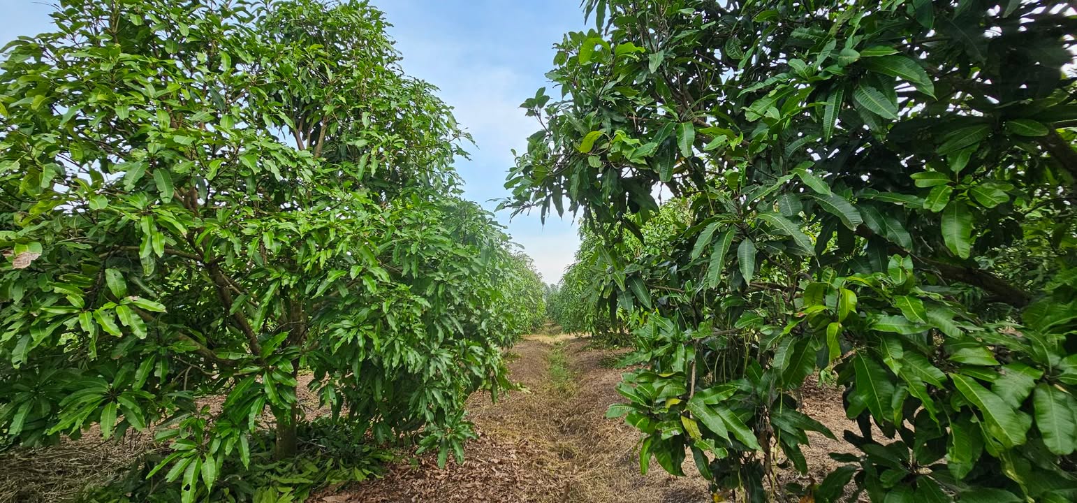 Đất vườn xoài cát Hòa Lộc 3500m² tại Sông Ray, giá 900 triệu - Cơ hội đầu tư lý tưởng!