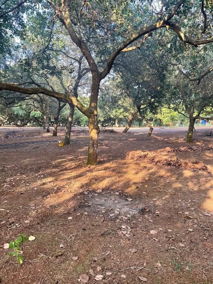 Đất nông nghiệp 12 mẫu điều tại Định Quán, Đồng Nai - Giá tốt, thu nhập cao!