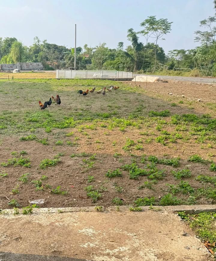 Đất nền biệt thự Minh Quang Vũ Thư 157m² giá 3 tỷ - Tiềm năng tăng giá rõ rệt!