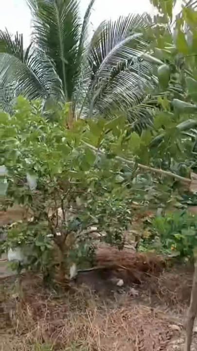 Đất vườn dừa xã Phú Hữu An Phú 126.88m² giá 810 triệu - Cơ hội đầu tư lý tưởng!