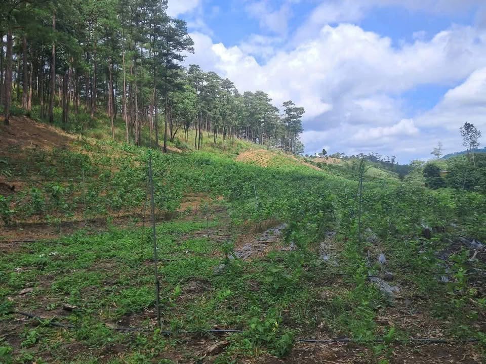 Đất nền 8 sào tại Phi Liêng, Đam Rông, Lâm Đồng giá chỉ 995 triệu - Cơ hội đầu tư hấp dẫn!