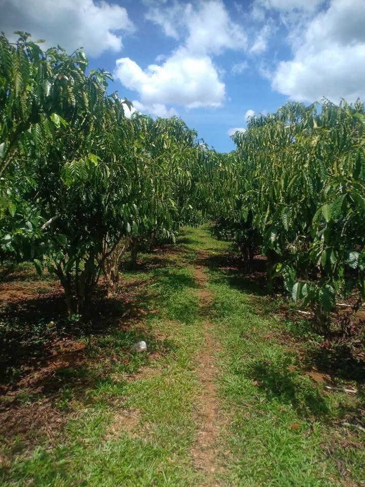 Đất thổ cư Hòa Ninh, Di Linh 8.700m² giá 4.785 tỷ - Sổ đỏ chính chủ, vị trí đẹp!