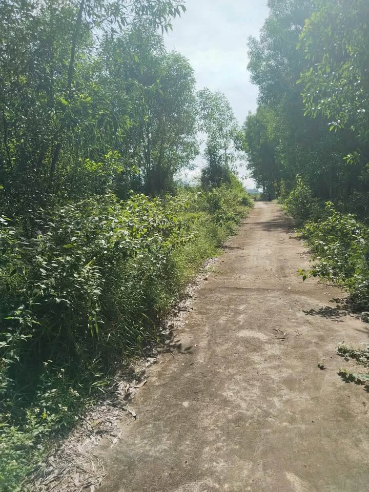 Đất vườn Diên Lâm 5200m² giá 1.04 tỷ - Sổ đỏ chính chủ giao ngay!