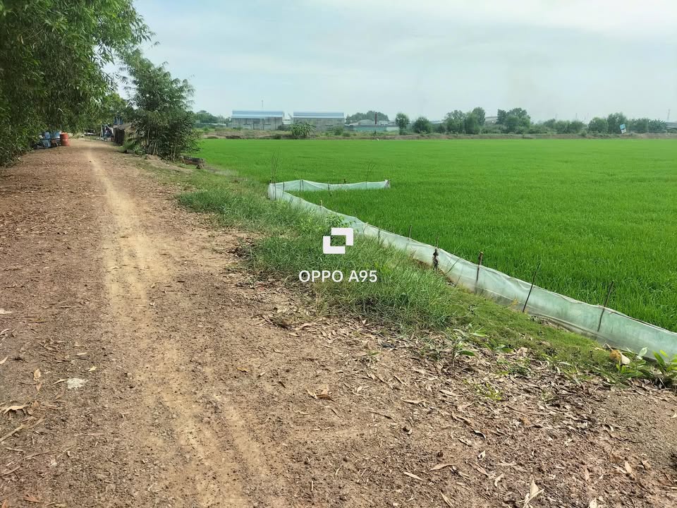 Đất lúa ấp Phú Lợi, Tân Phú Trung 5305m² giá 3.71 tỷ - Đầu tư sinh lời ngay!