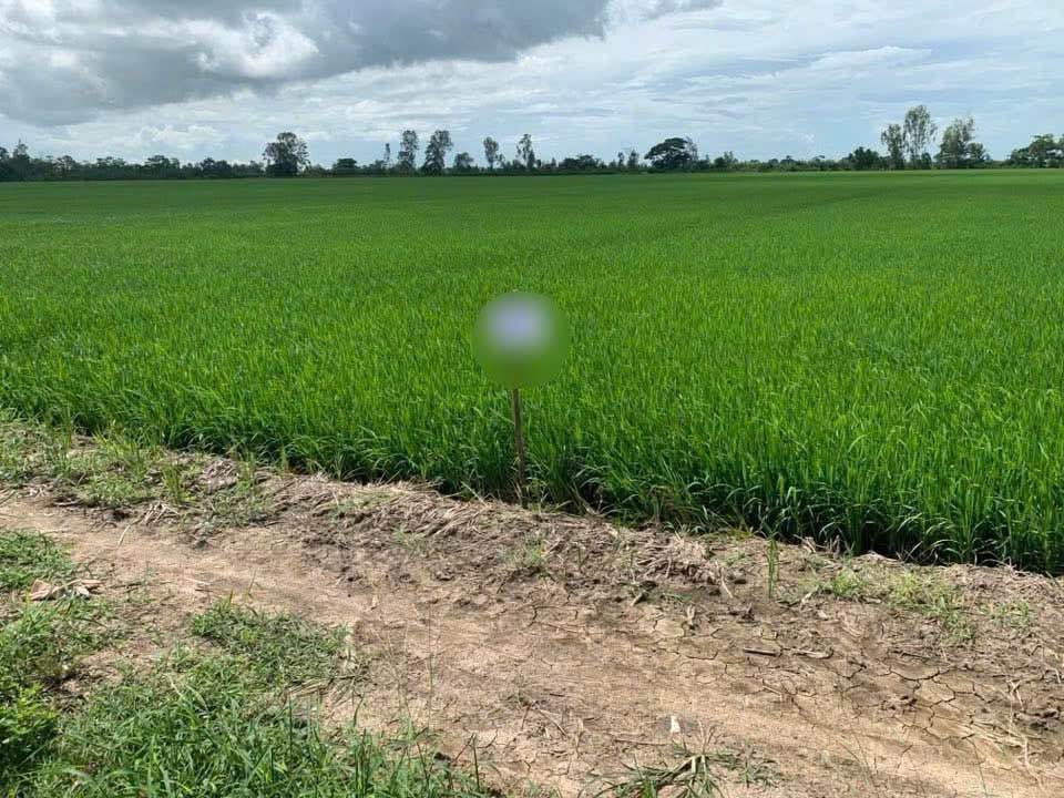 Đất lúa chính chủ xã Vĩnh Chánh - Thoại Sơn 5209m² giá 468 triệu - Pháp lý minh bạch!