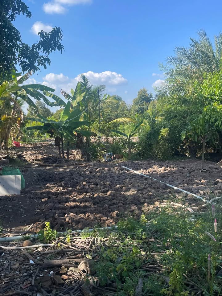 Đất nền 500m² tại Long Mỹ, Vĩnh Long giá 399 triệu - Cơ hội đầu tư sinh lời!